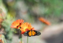 Butterflies Are Back in Season at Santa Barbara Museum of Natural History