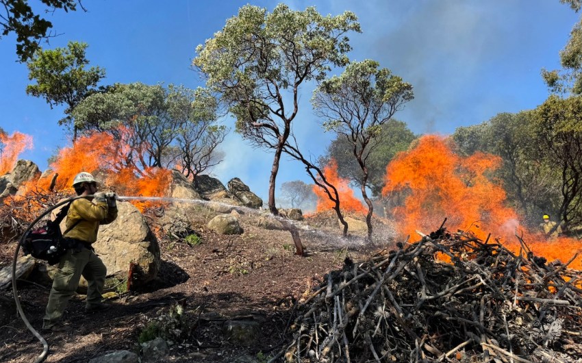 Environmentalists Oppose Largest-Ever Los Padres Vegetation Removal Project