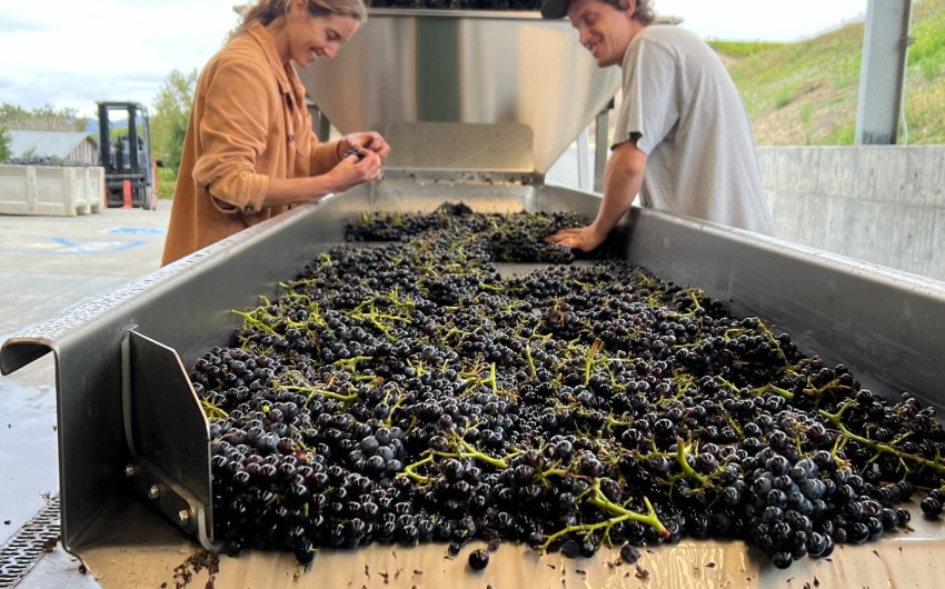 Introducing Wynne and Cody Sargeant’s Matilija Wines